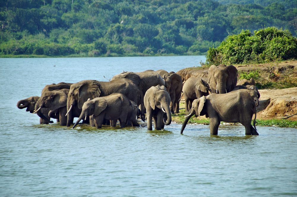 Queen Elizabeth National Park is one of the best places to visit in Uganda, Africa.