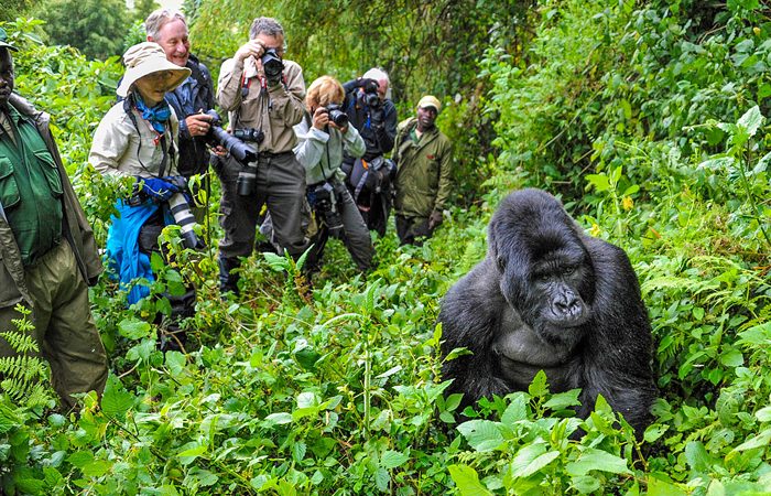 Bwindi is one of the Best places to visit in Uganda